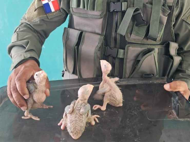Uccelli salvati a Panama