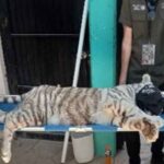 Una tigre bianca salvata in Messico