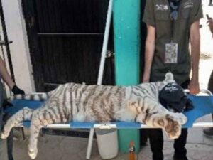 Una tigre bianca salvata in Messico