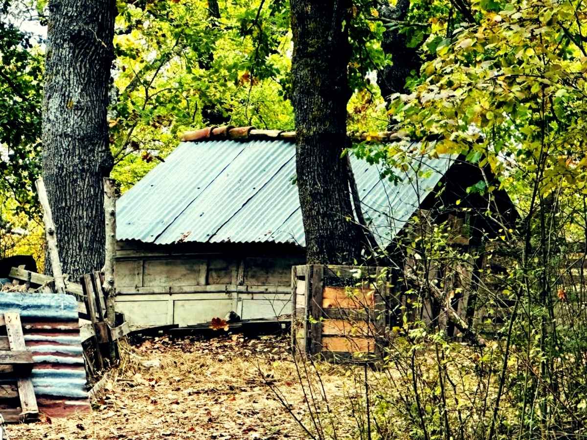 Bambini contesi tra Stato e natura, l’analisi della psicoterapeuta: “Famiglia nel bosco: diritto alla vita, dovere di realtà”