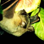 Pipistrello della frutta, responsabile del virus di Marburg
