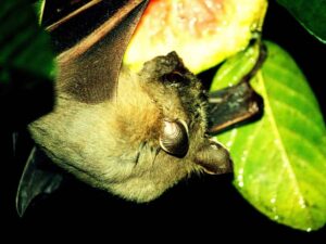 Pipistrello della frutta, responsabile del virus di Marburg