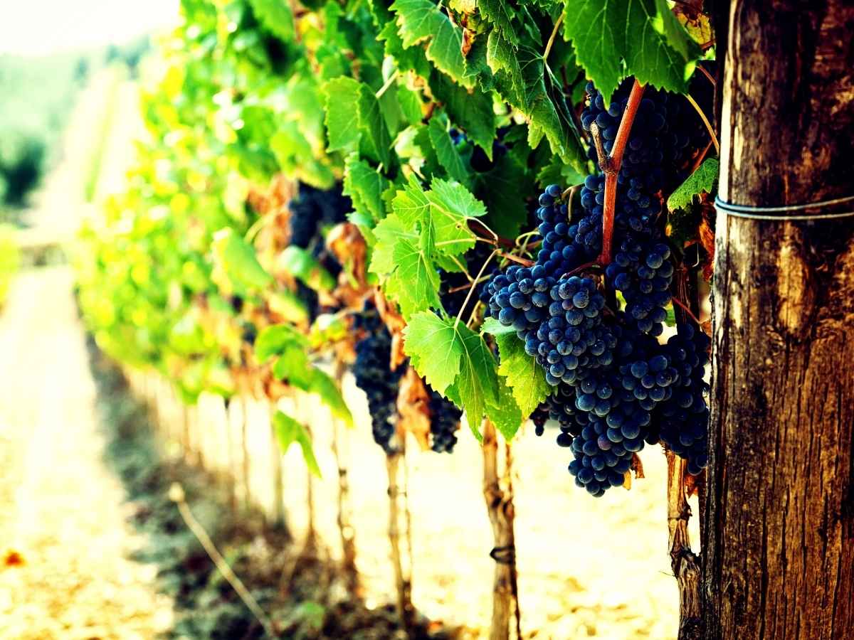 Rivoluzione in vigna: arriva il “pacchetto vino” dell’Europa, nuove regole e vini analcolici