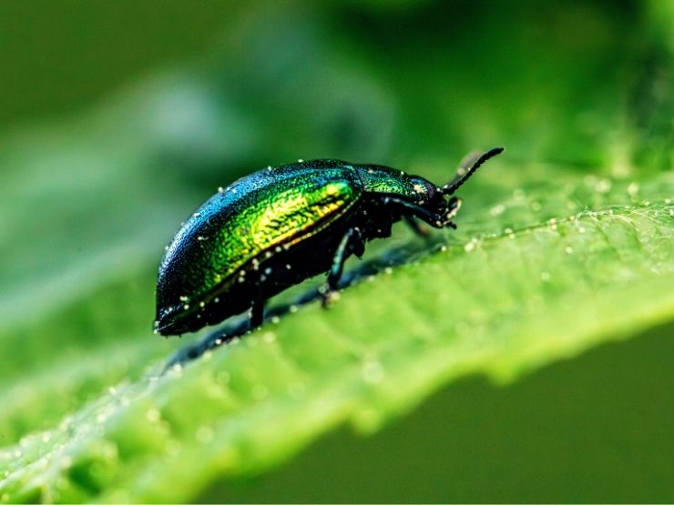 Biodiversità Italia