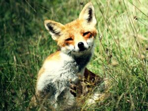 Biodiversità a rischio in Italia