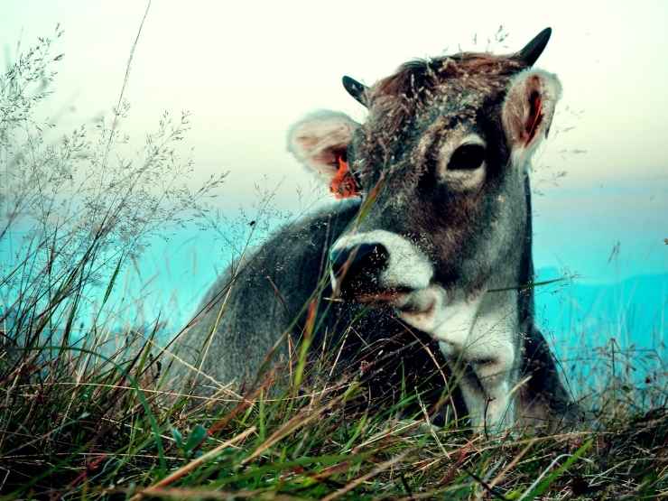 Biodiversità in pericolo in Italia
