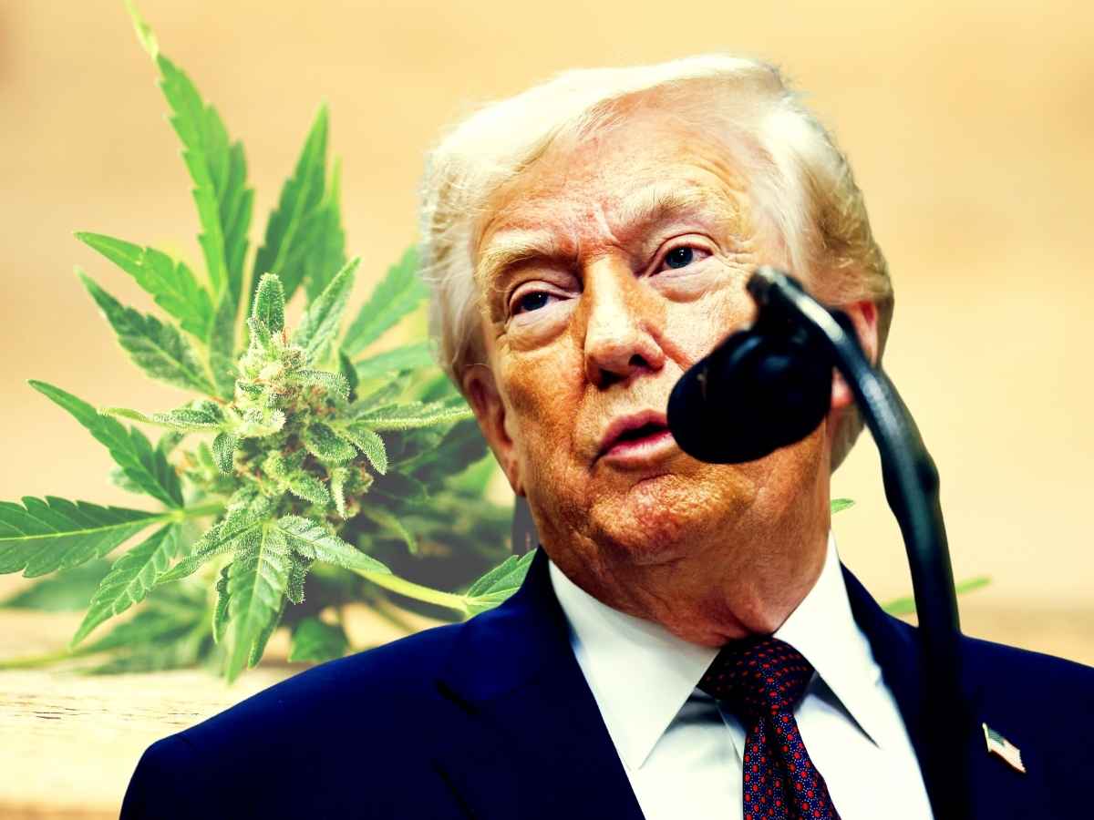 Donald Trump, sullo sfondo la marijuana