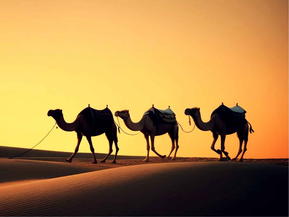 Dromedari responsabili della Mers