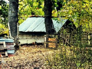 Famiglia nel bosco, niente Natale