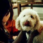 Un cagnolino e la sua padrona