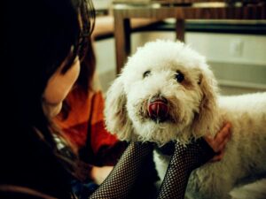 Un cagnolino e la sua padrona