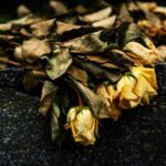 Rose di San Valentino appassite