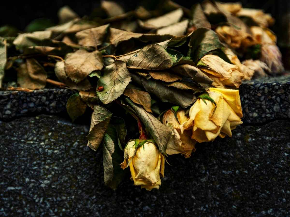 Rose di San Valentino appassite