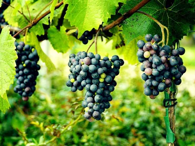 Vino, nuove norme Ue