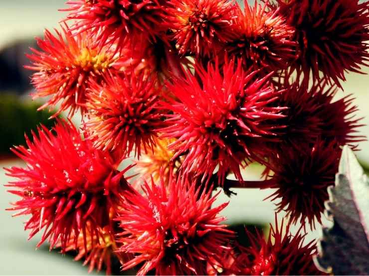 La pianta della ricina