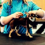 Cane con microchip, tutti gli obblighi e i divieti