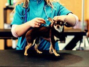 Cane con microchip, tutti gli obblighi e i divieti