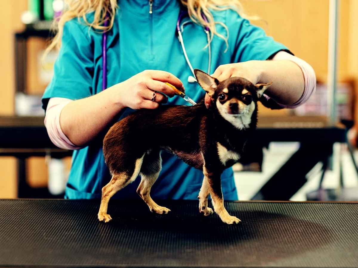 Cane con microchip, tutti gli obblighi e i divieti