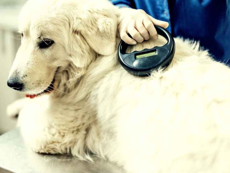Cane microchip, tutti gli obblighi e i divieti