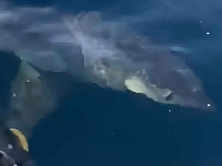 Lo squalo mako a Gallipoli