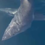 Squalo mako a Gallipoli