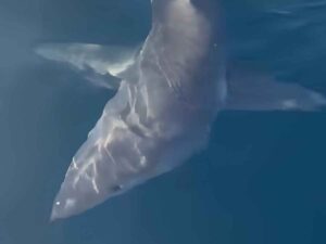 Squalo mako a Gallipoli