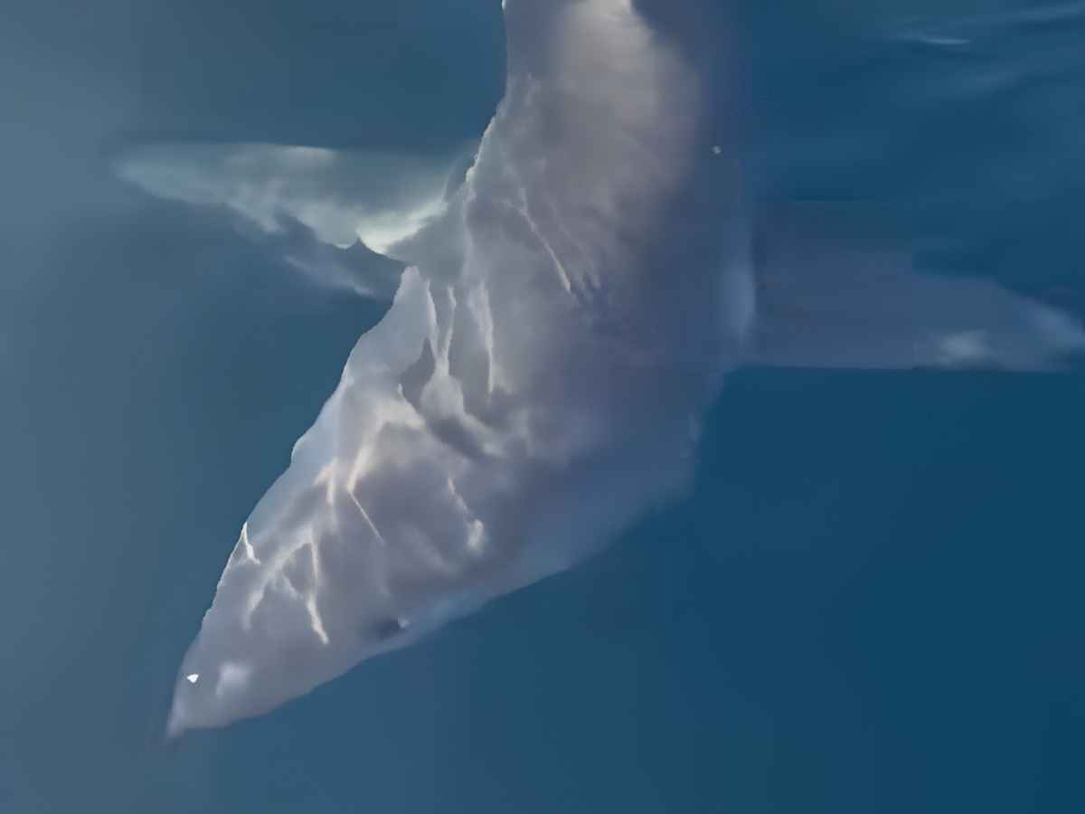 Squalo mako a Gallipoli