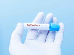 Hantavirus, allarme in Italia