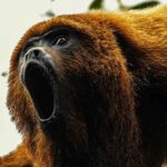 Scimmia urlatrice, allarme carne selvatica legata all'Ebola