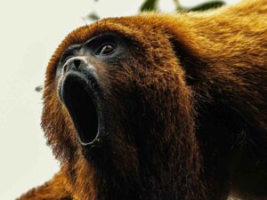 Scimmia urlatrice, allarme carne selvatica legata all'Ebola