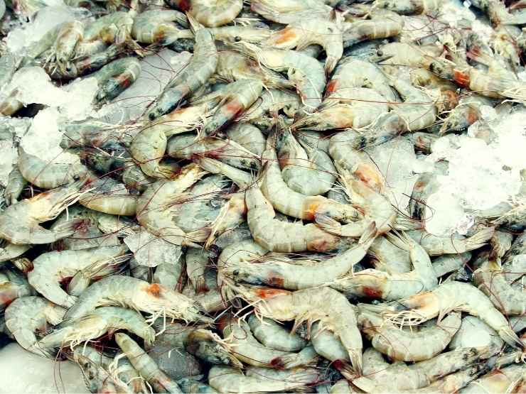 Gambero appena pescato