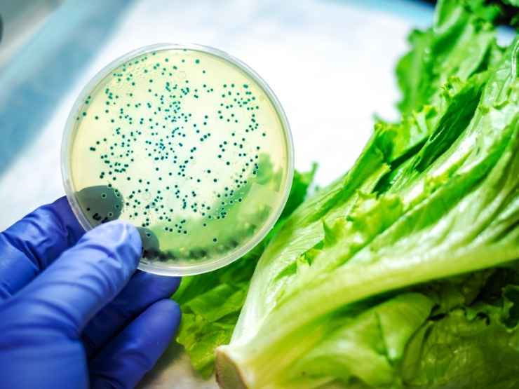 Pericolo del cibo contaminato