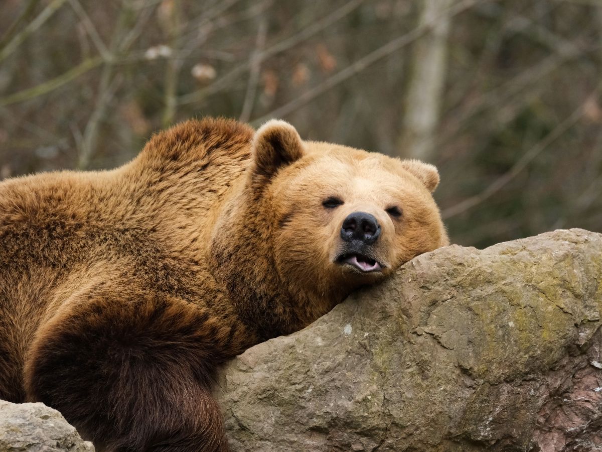 Orso bruno marsicano si riposa su una roccia