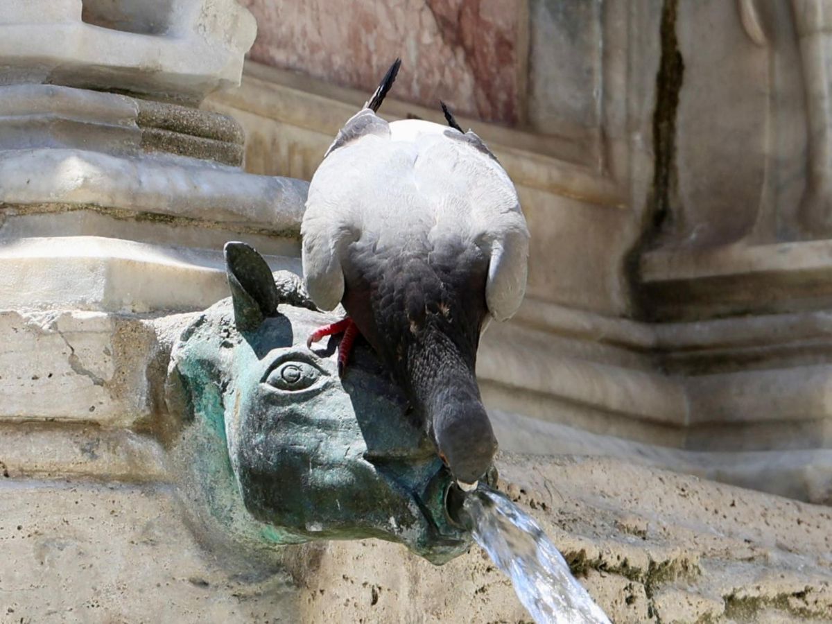 Un piccione beve da una fontanina